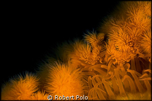 Plumose Anemone detail by Robert Polo 